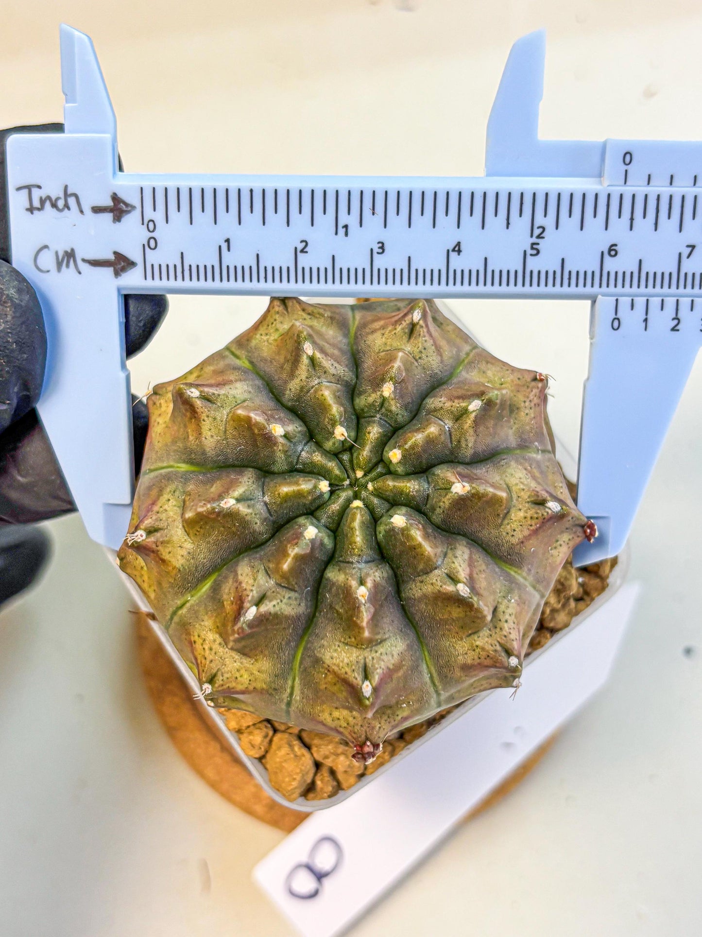 Gymnocalycium Aas DayDream (gy20) (08) | Rare Hybrids