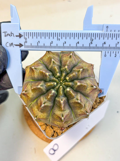 Gymnocalycium Aas DayDream (gy20) (08) | Rare Hybrids