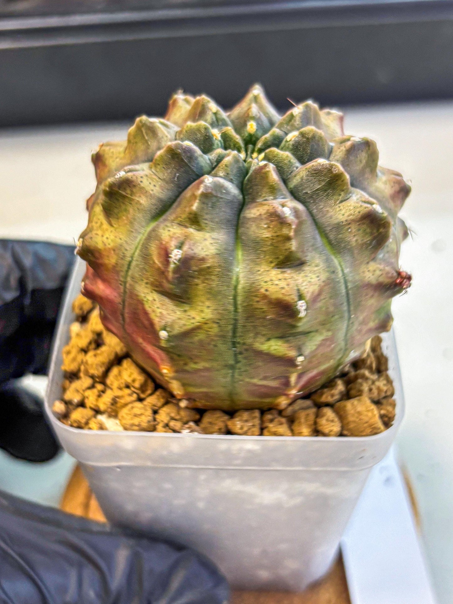 Gymnocalycium Aas DayDream (gy20) (08) | Rare Hybrids