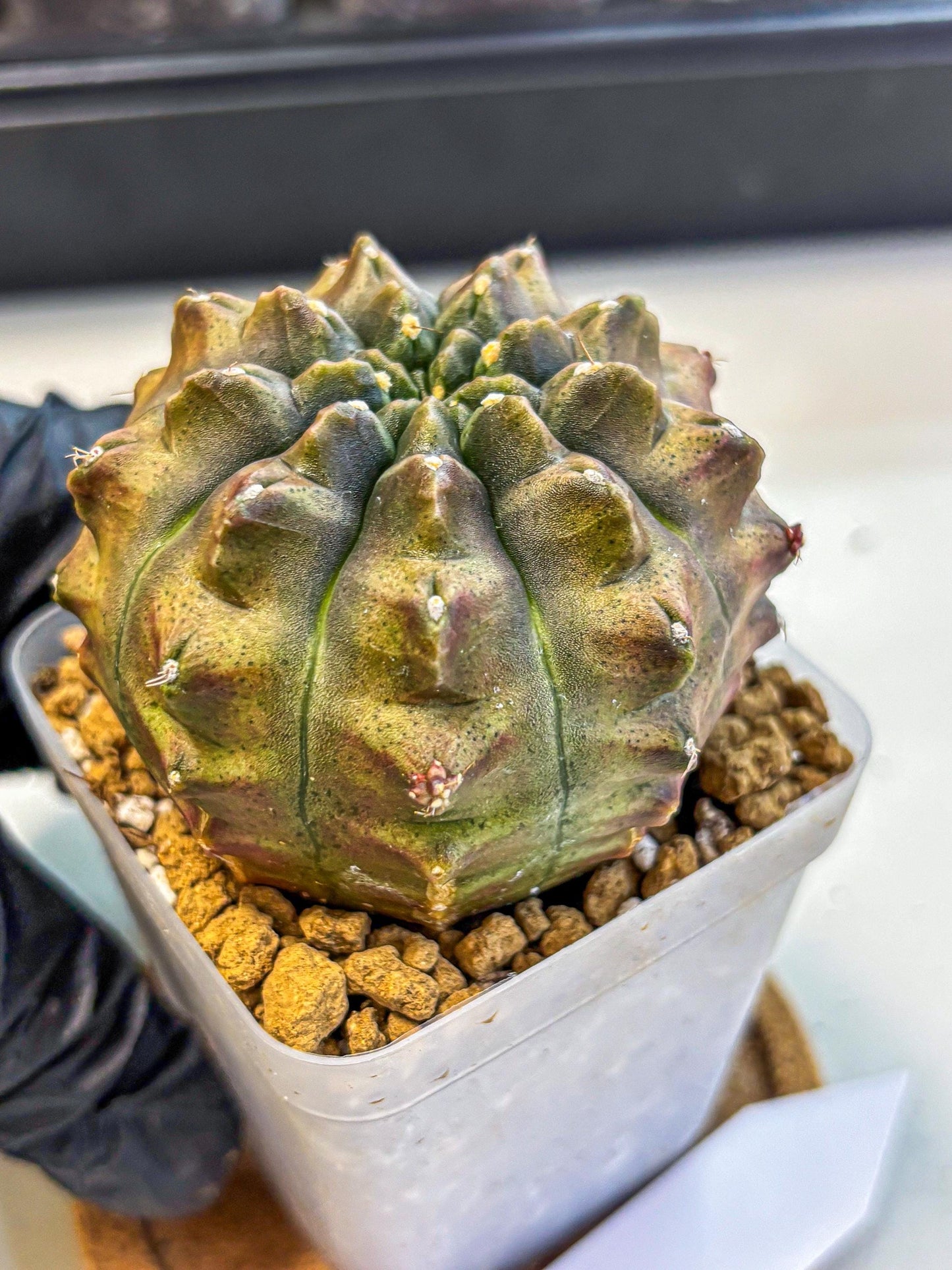 Gymnocalycium Aas DayDream (gy20) (08) | Rare Hybrids