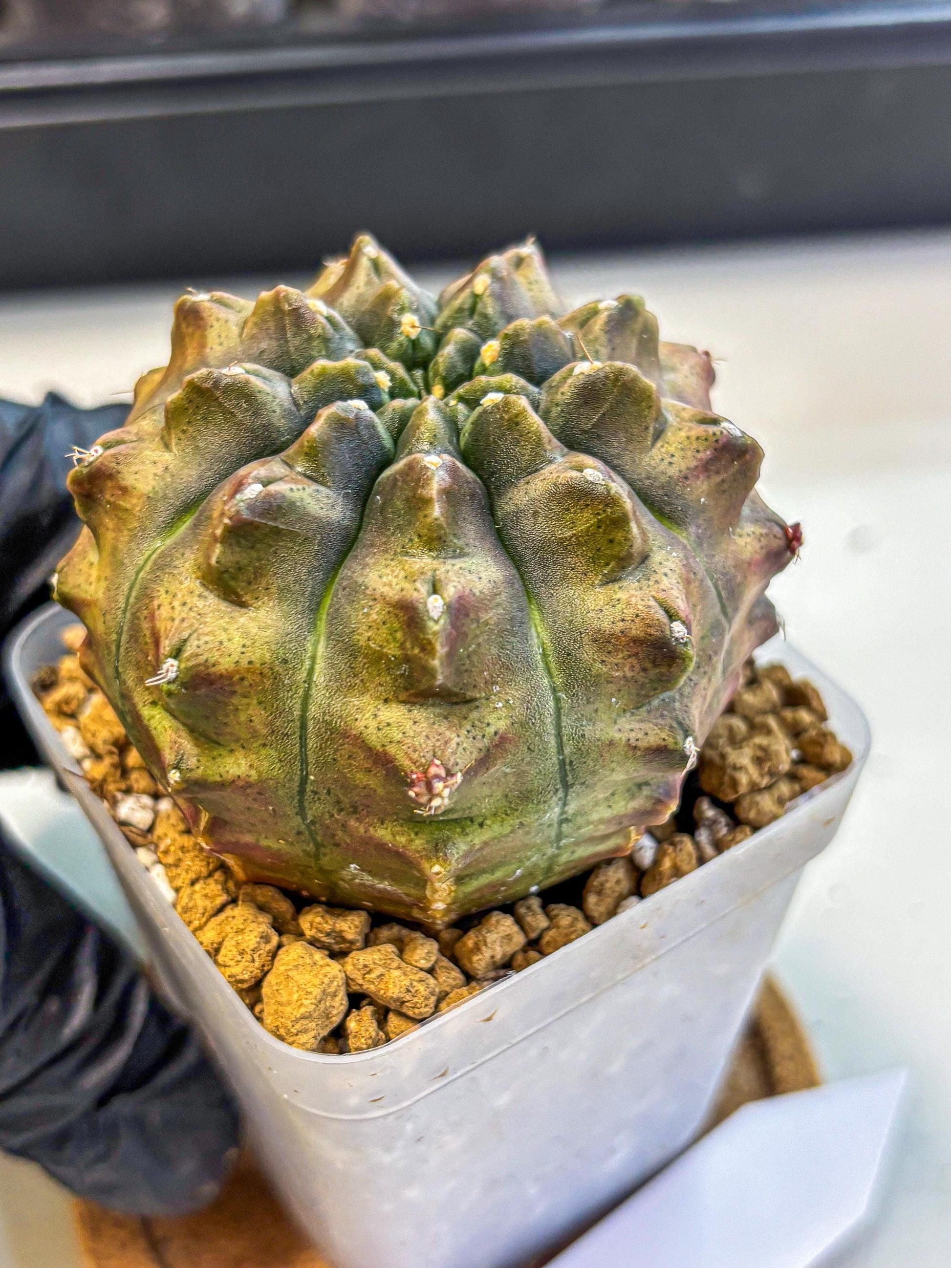 Gymnocalycium Aas DayDream (gy20) (08) | Rare Hybrids