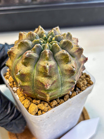 Gymnocalycium Aas DayDream (gy20) (08) | Rare Hybrids