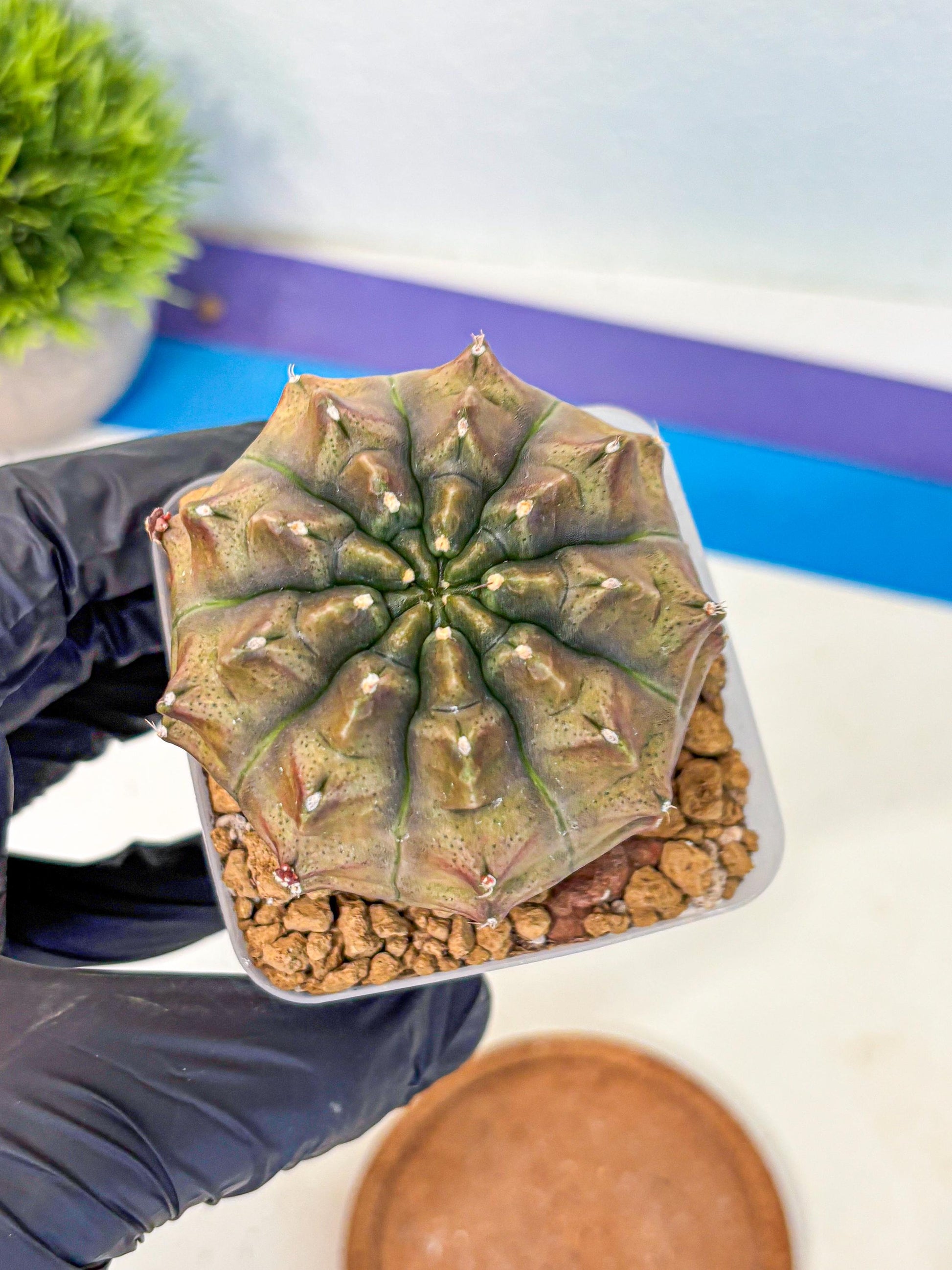 Gymnocalycium Aas DayDream (gy20) (08) | Rare Hybrids