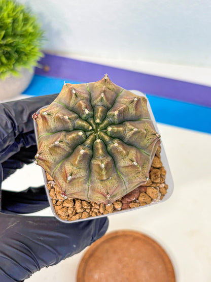 Gymnocalycium Aas DayDream (gy20) (08) | Rare Hybrids