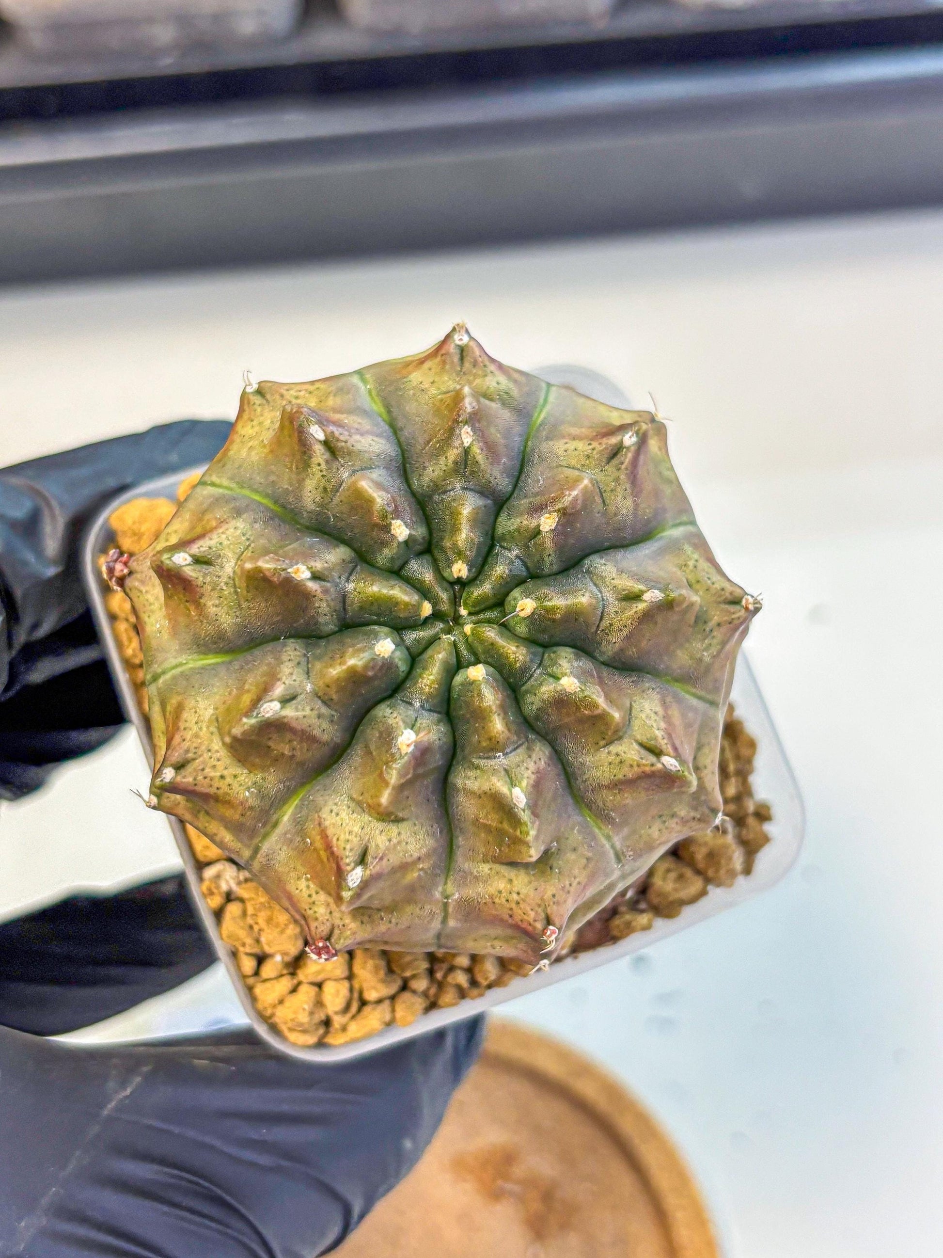 Gymnocalycium Aas DayDream (gy20) (08) | Rare Hybrids