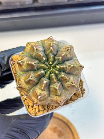 Gymnocalycium Aas DayDream (gy20) (08) | Rare Hybrids