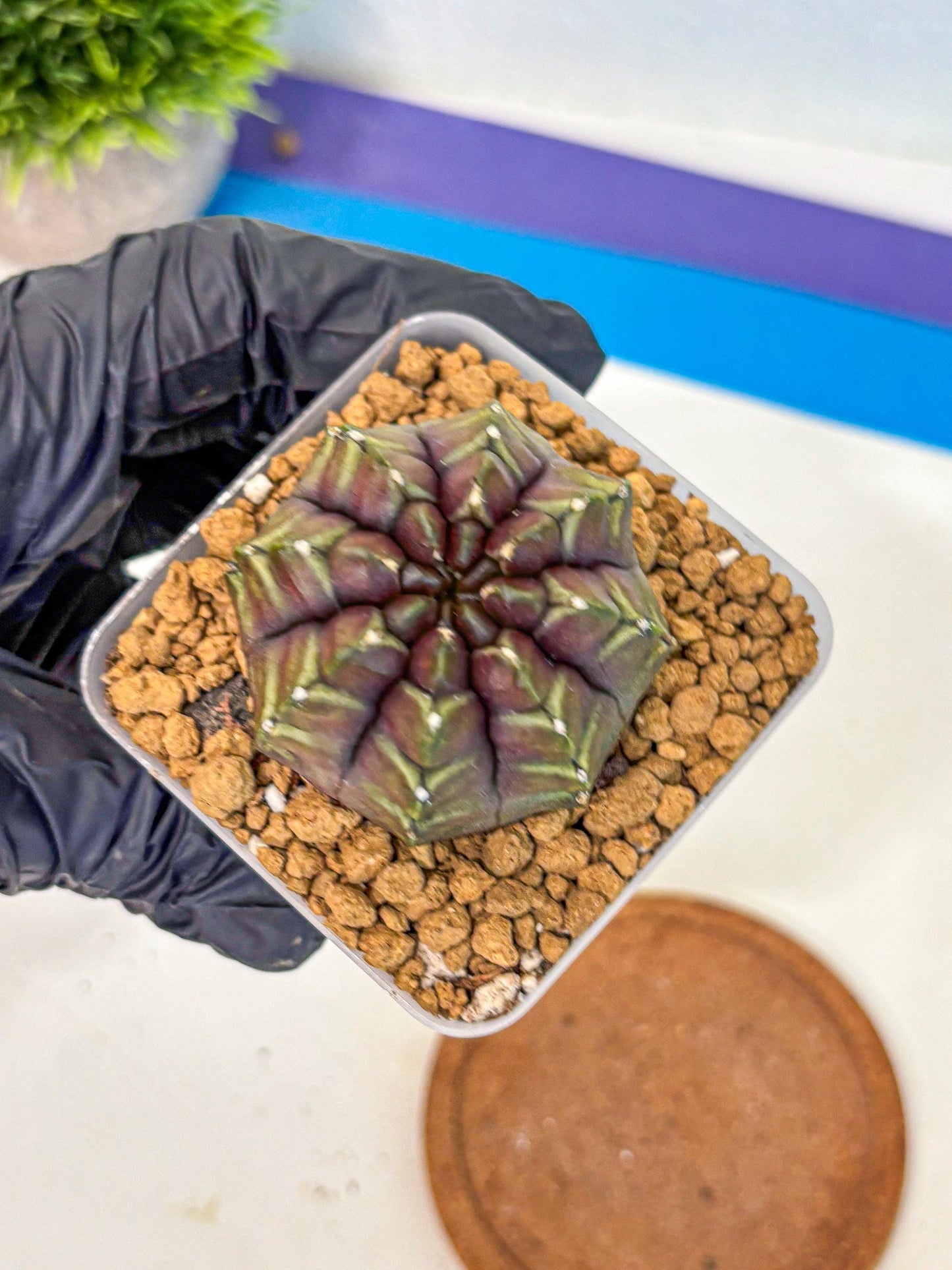 Gymnocalycium Aas DayDream (gy20) (09) | Rare Hybrids