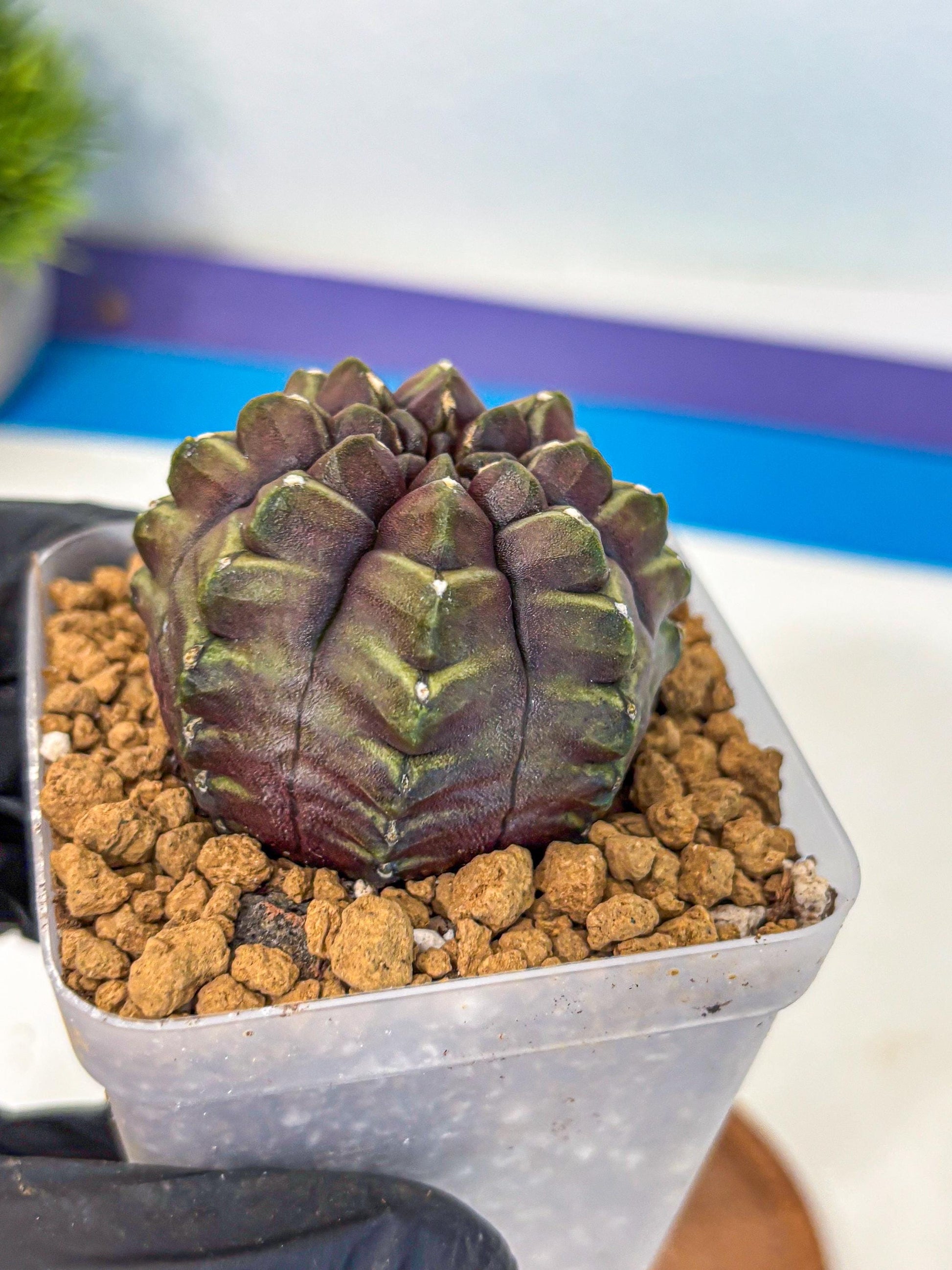 Gymnocalycium Aas DayDream (gy20) (09) | Rare Hybrids