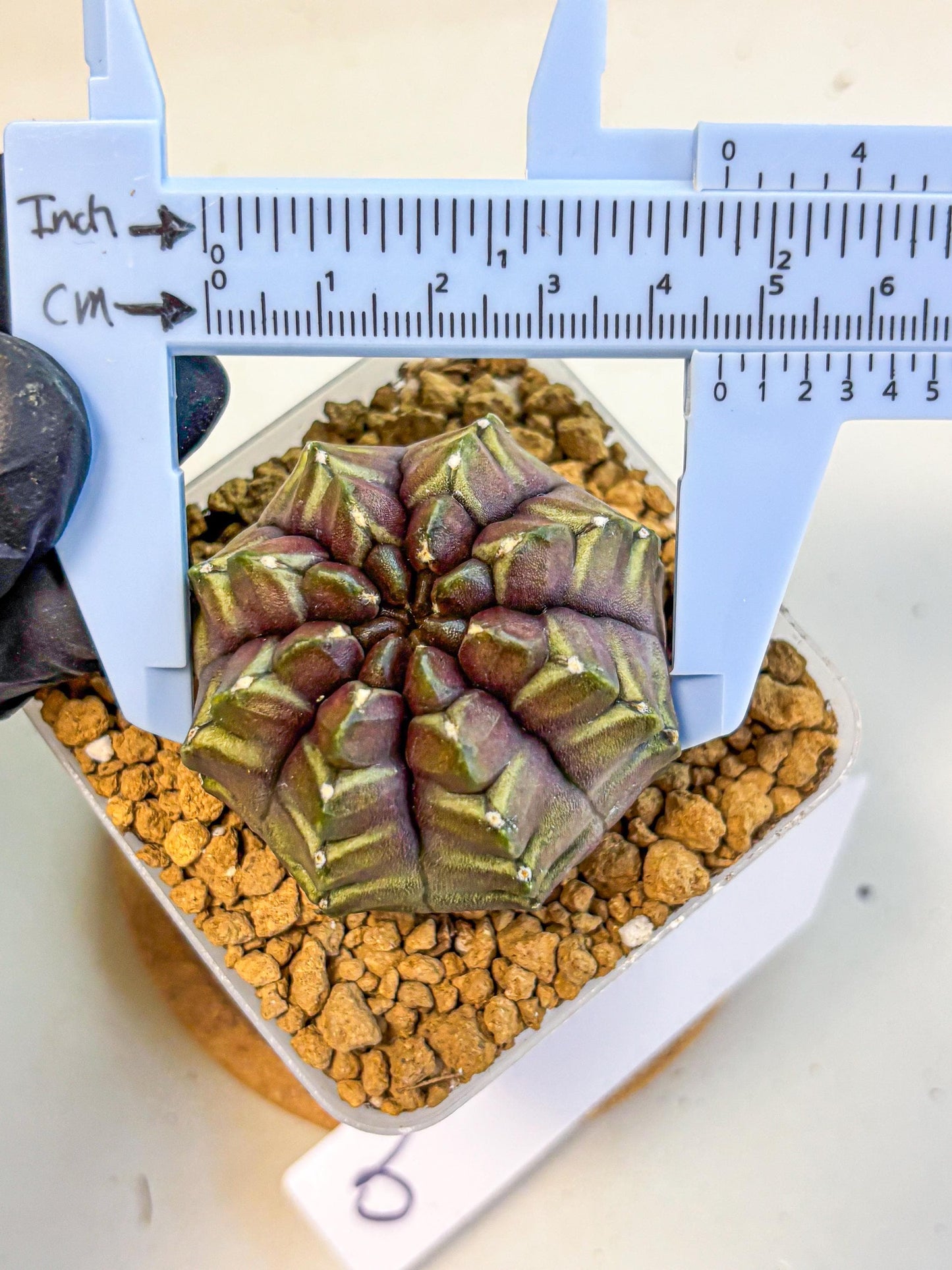 Gymnocalycium Aas DayDream (gy20) (09) | Rare Hybrids