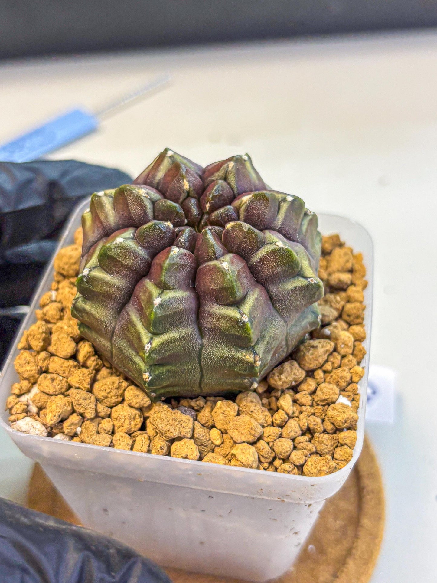 Gymnocalycium Aas DayDream (gy20) (09) | Rare Hybrids