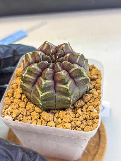 Gymnocalycium Aas DayDream (gy20) (09) | Rare Hybrids