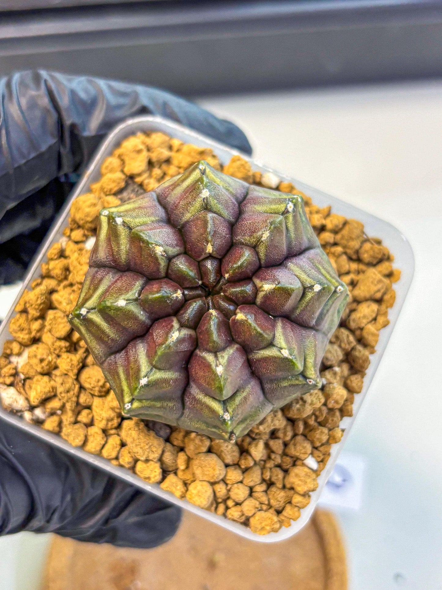 Gymnocalycium Aas DayDream (gy20) (09) | Rare Hybrids