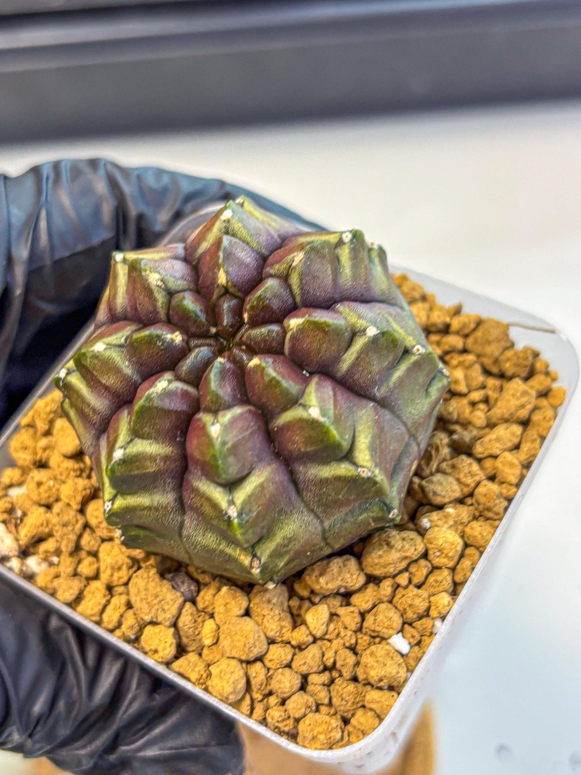 Gymnocalycium Aas DayDream (gy20) (09) | Rare Hybrids