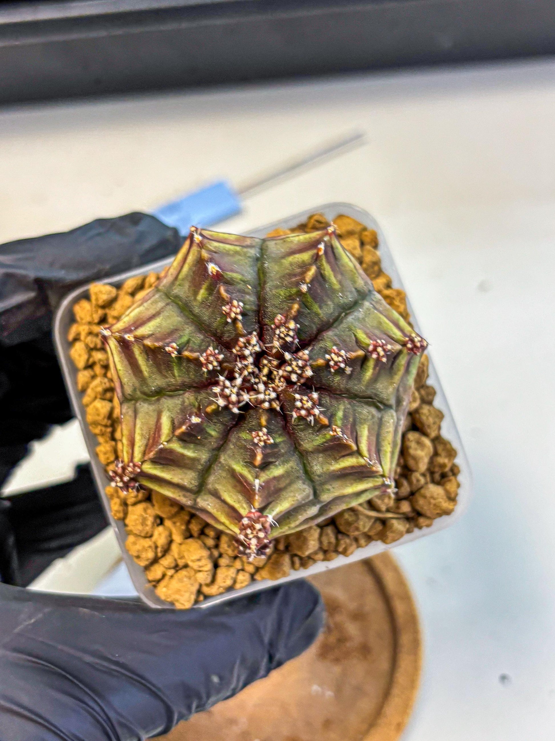 Gymnocalycium Aas DayDream (gy20) (10) | Rare Hybrids