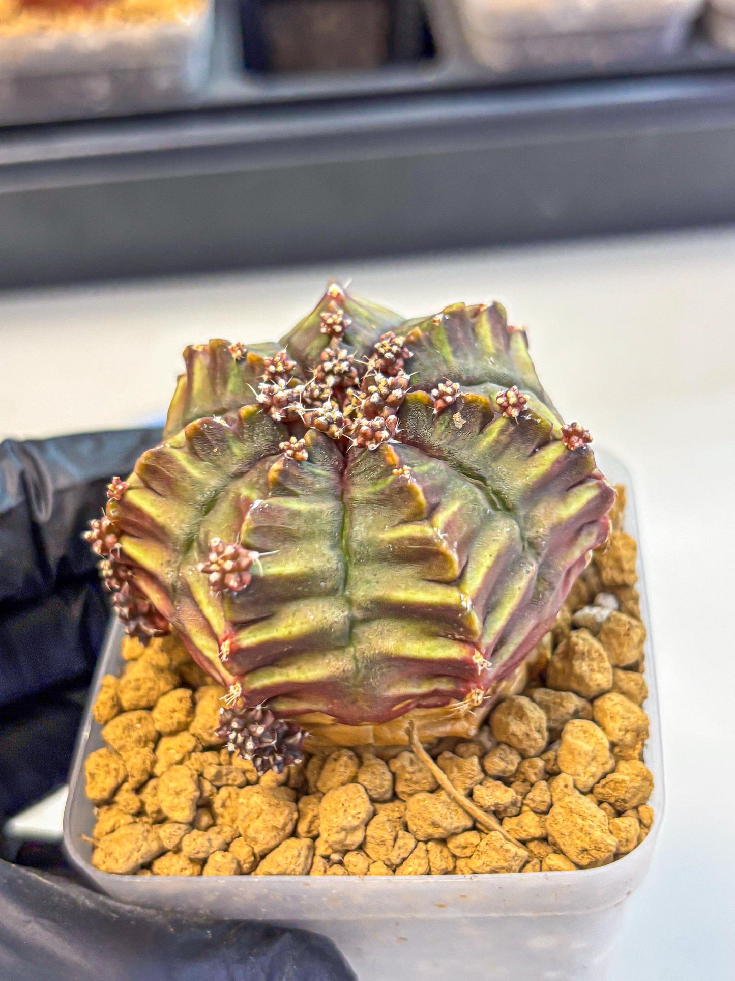 Gymnocalycium Aas DayDream (gy20) (10) | Rare Hybrids