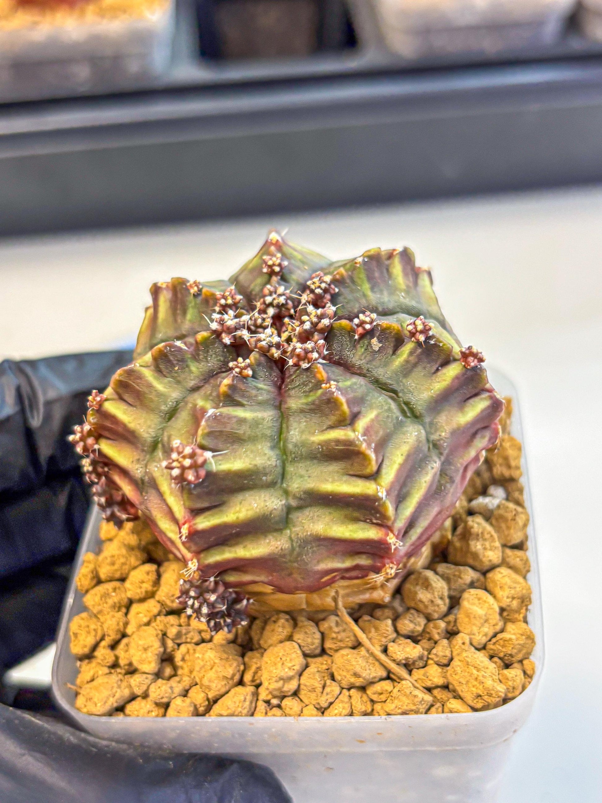 Gymnocalycium Aas DayDream (gy20) (10) | Rare Hybrids