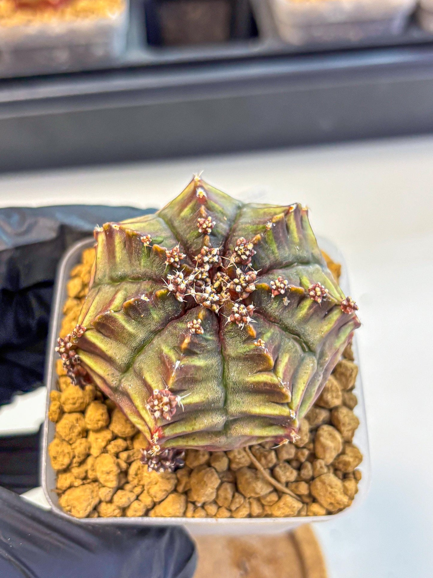 Gymnocalycium Aas DayDream (gy20) (10) | Rare Hybrids