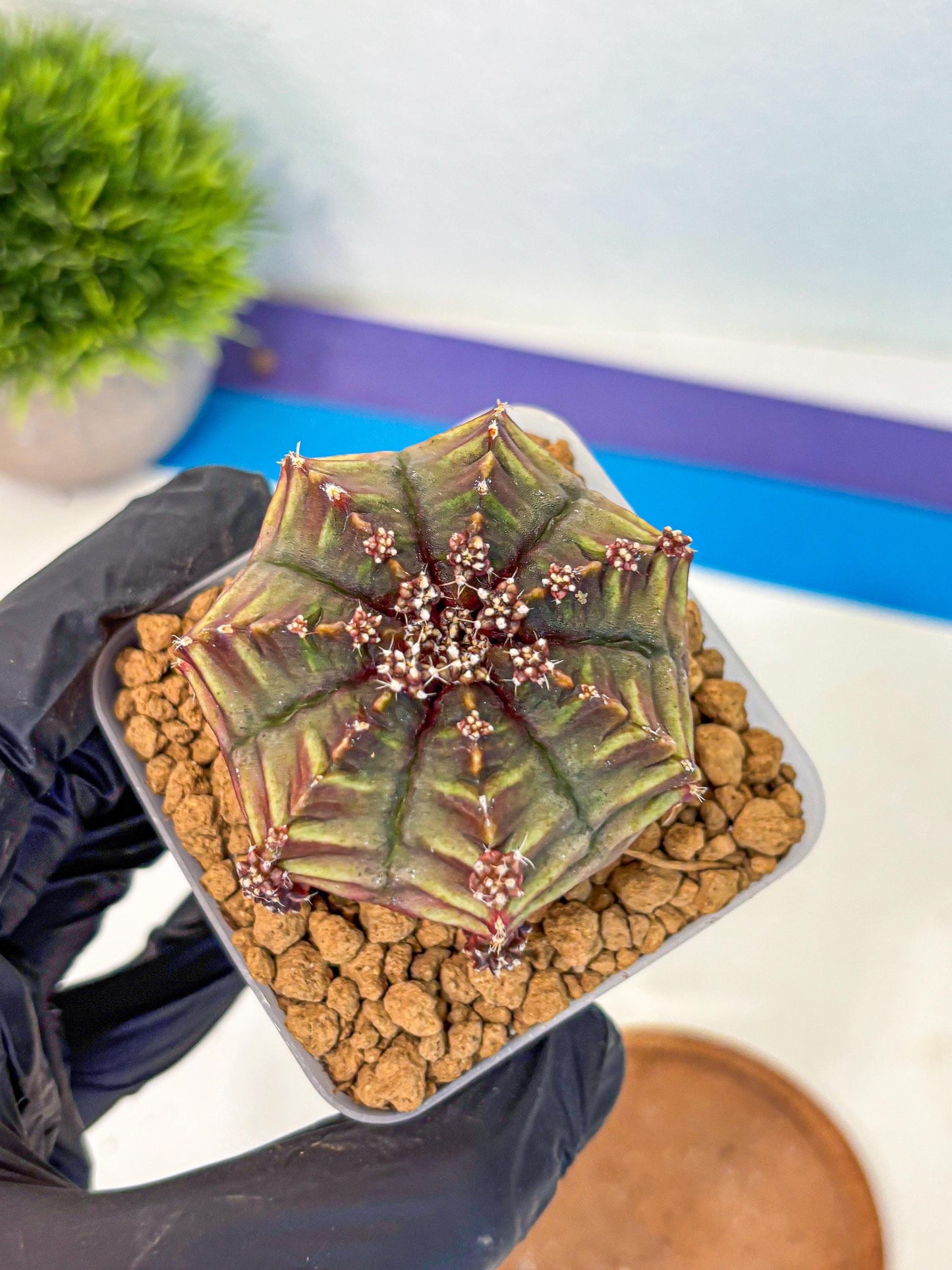 Gymnocalycium Aas DayDream (gy20) (10) | Rare Hybrids