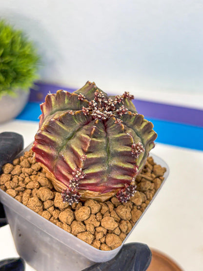 Gymnocalycium Aas DayDream (gy20) (10) | Rare Hybrids
