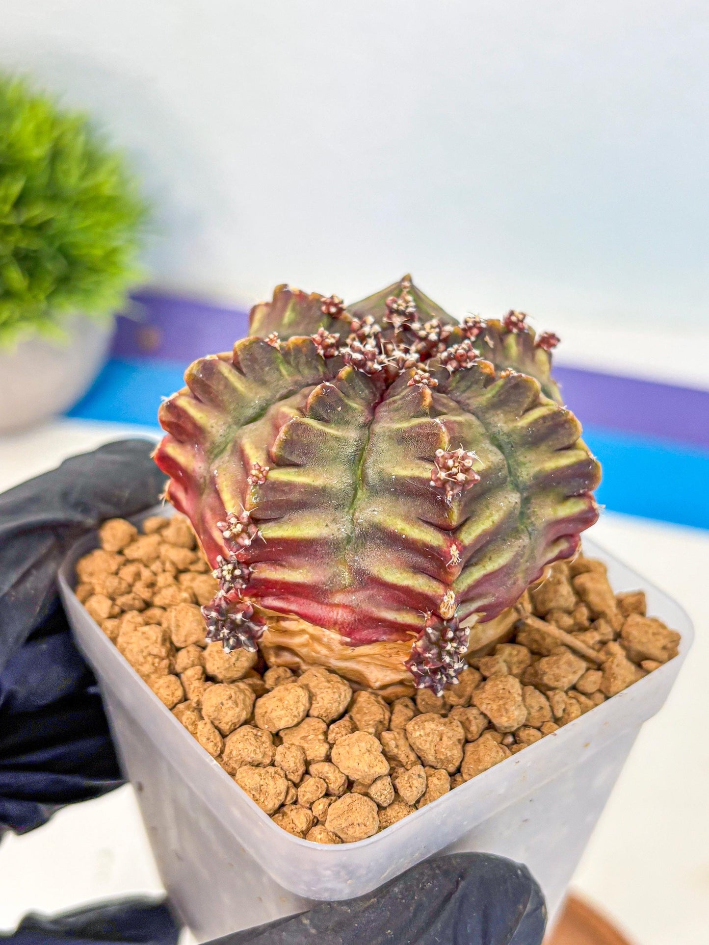 Gymnocalycium Aas DayDream (gy20) (10) | Rare Hybrids