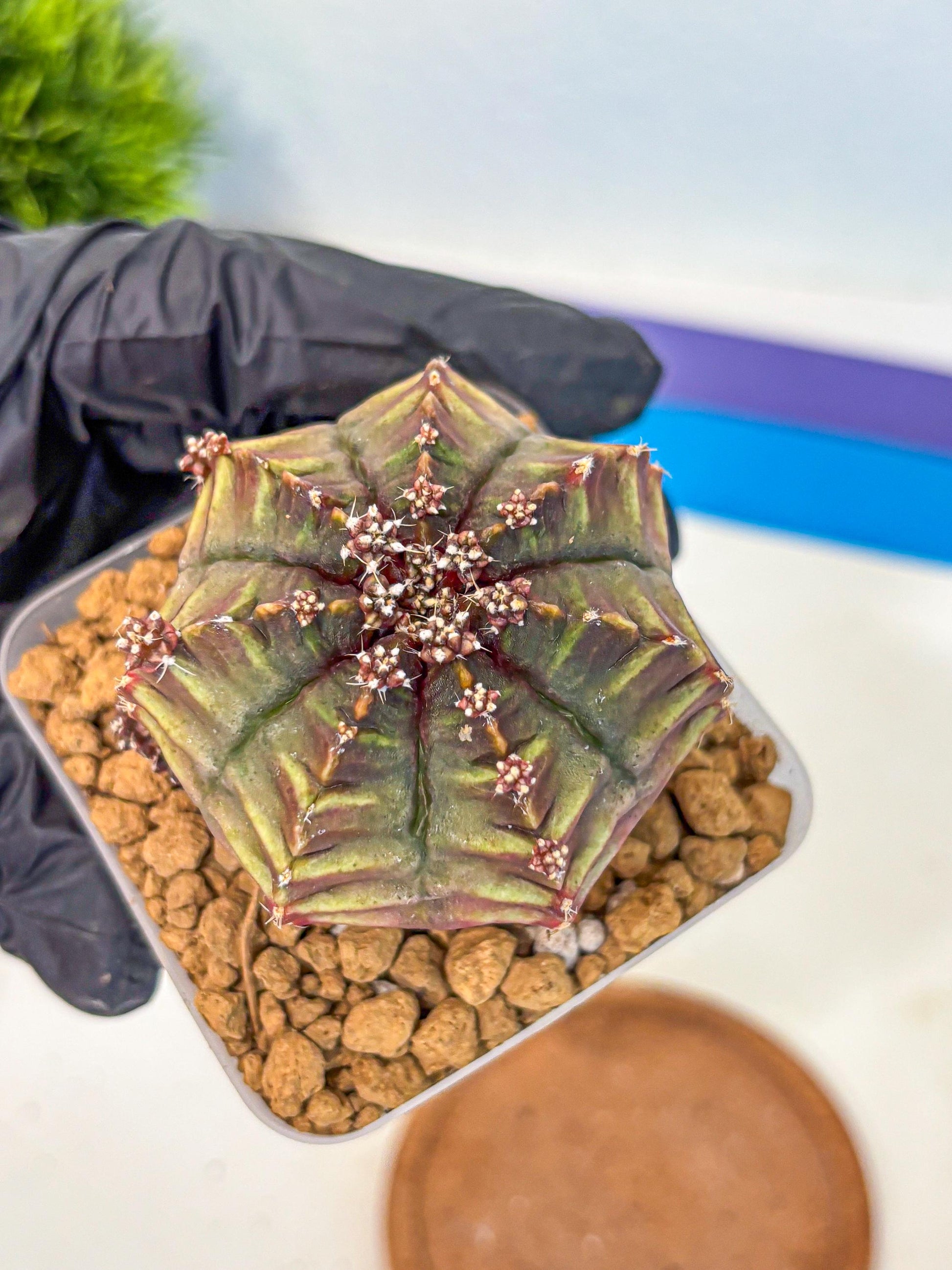 Gymnocalycium Aas DayDream (gy20) (10) | Rare Hybrids