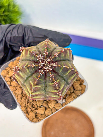 Gymnocalycium Aas DayDream (gy20) (10) | Rare Hybrids