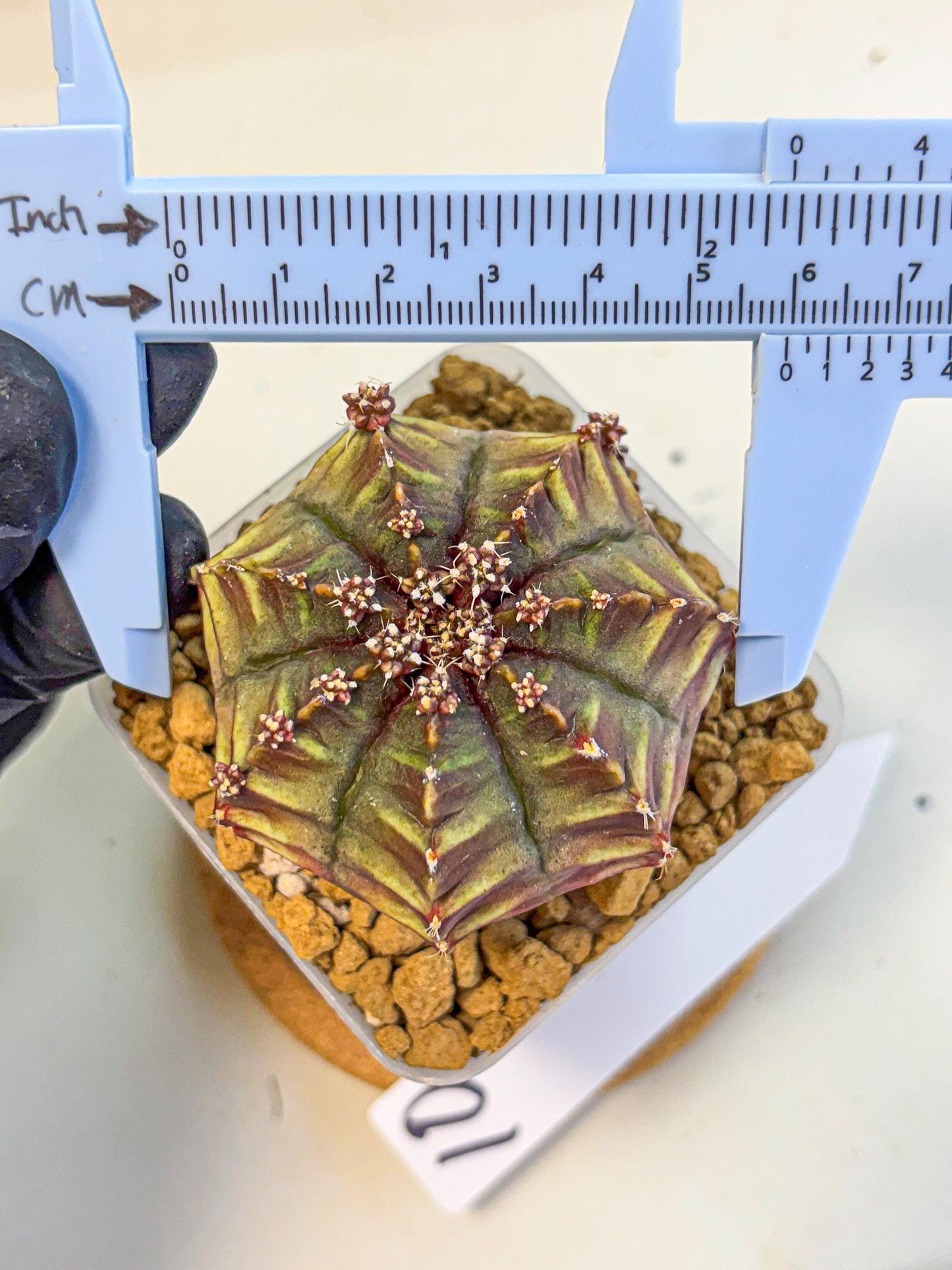 Gymnocalycium Aas DayDream (gy20) (10) | Rare Hybrids