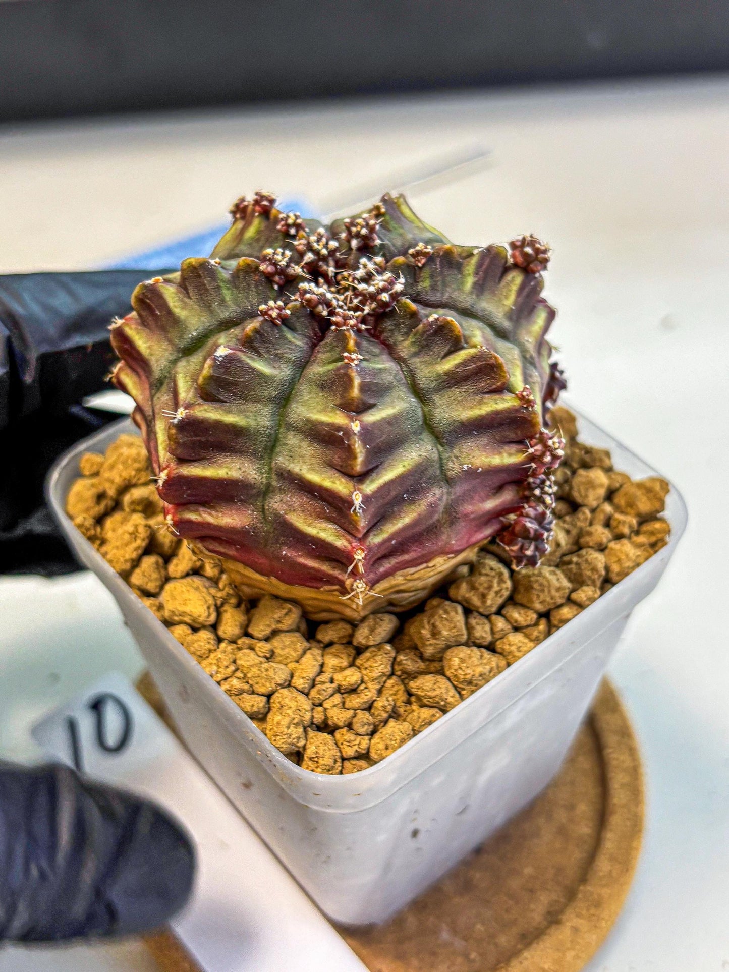 Gymnocalycium Aas DayDream (gy20) (10) | Rare Hybrids