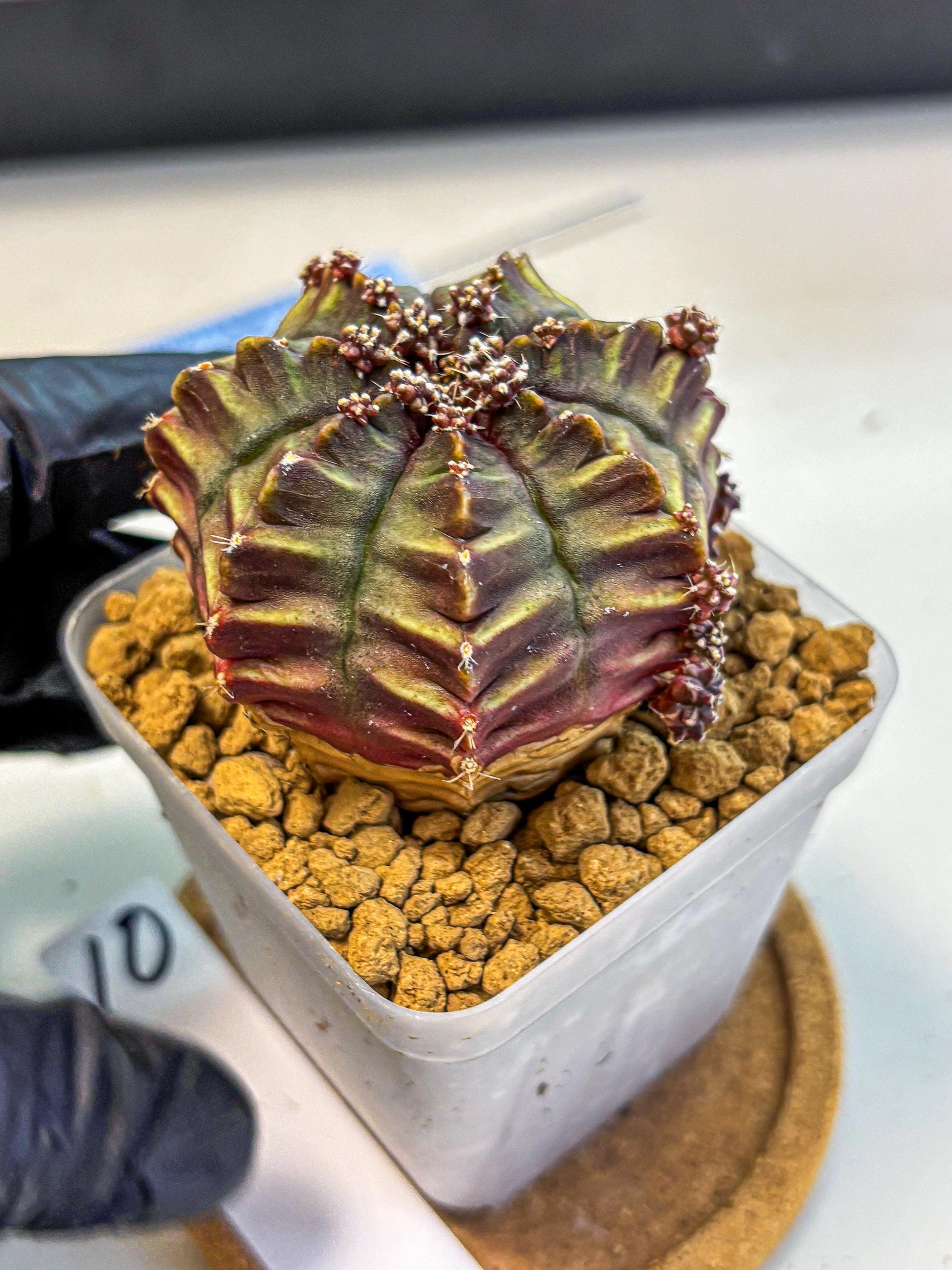 Gymnocalycium Aas DayDream (gy20) (10) | Rare Hybrids