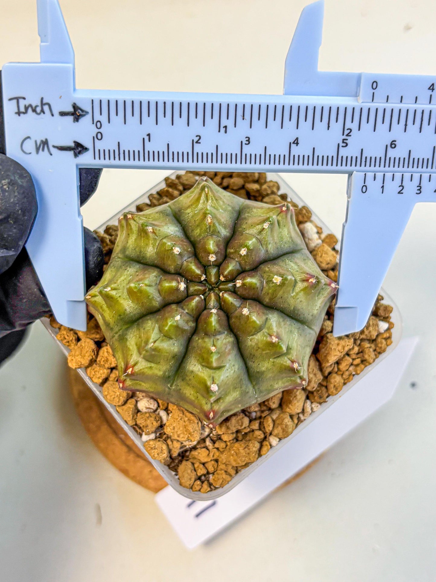 Gymnocalycium Aas DayDream (gy20) (11) | Rare Hybrids