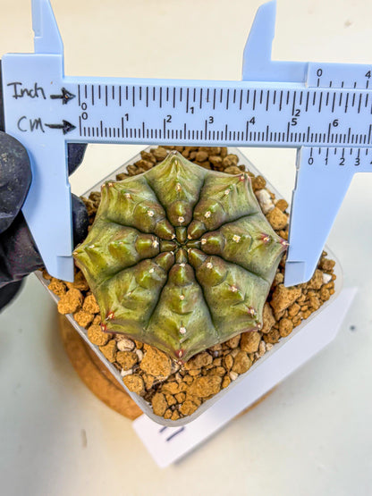 Gymnocalycium Aas DayDream (gy20) (11) | Rare Hybrids