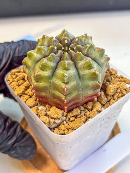 Gymnocalycium Aas DayDream (gy20) (11) | Rare Hybrids