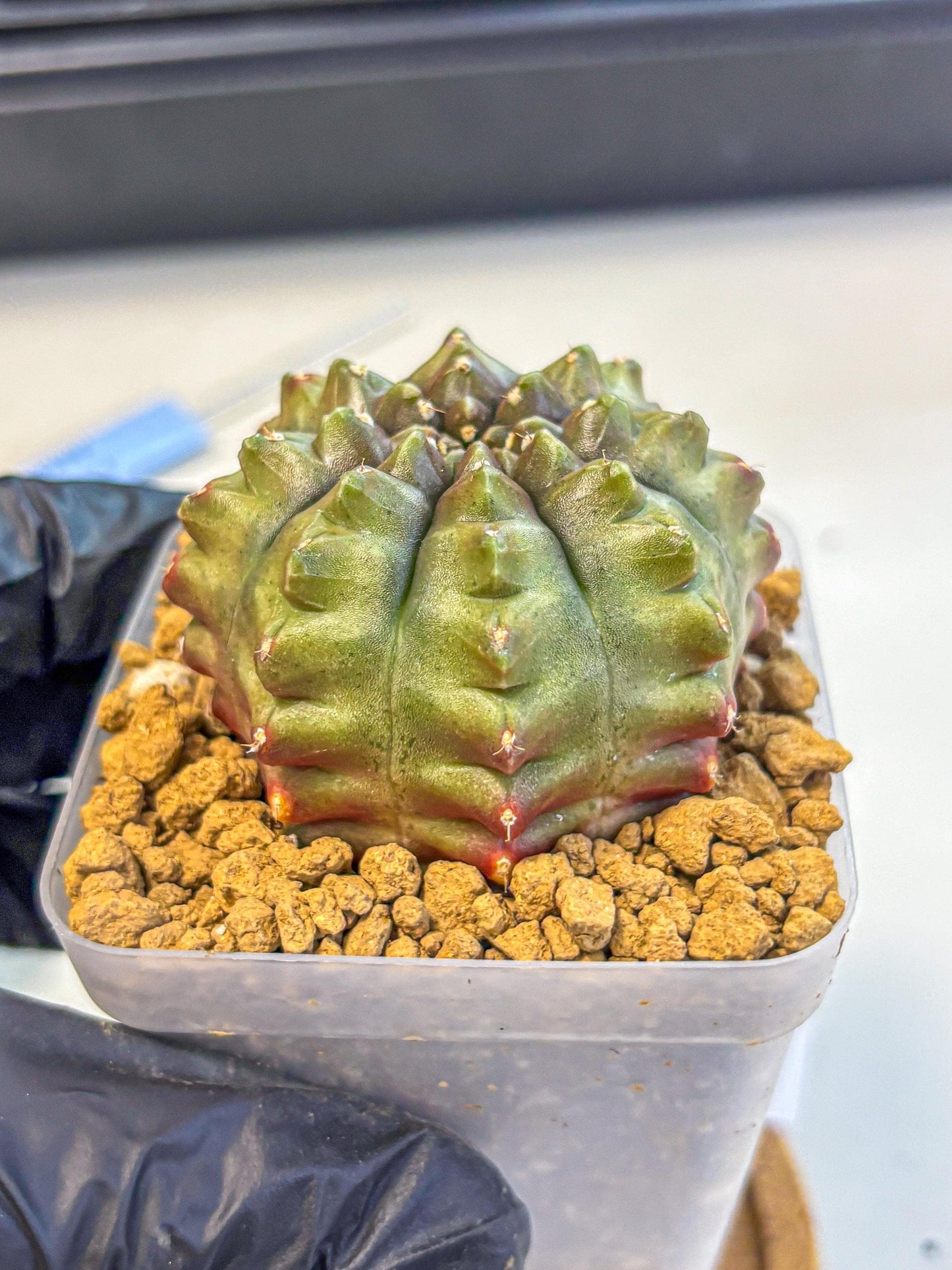 Gymnocalycium Aas DayDream (gy20) (11) | Rare Hybrids