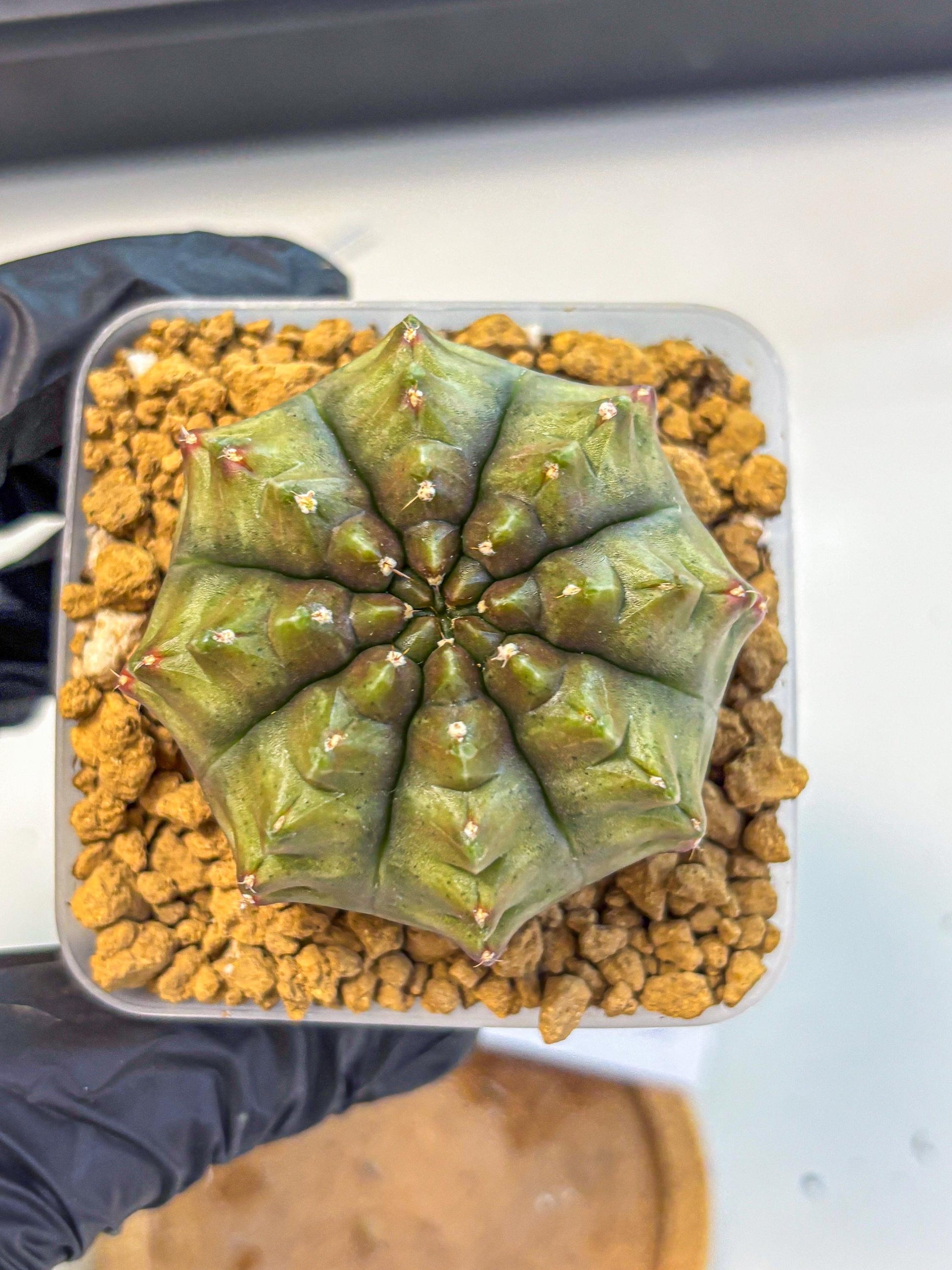 Gymnocalycium Aas DayDream (gy20) (11) | Rare Hybrids
