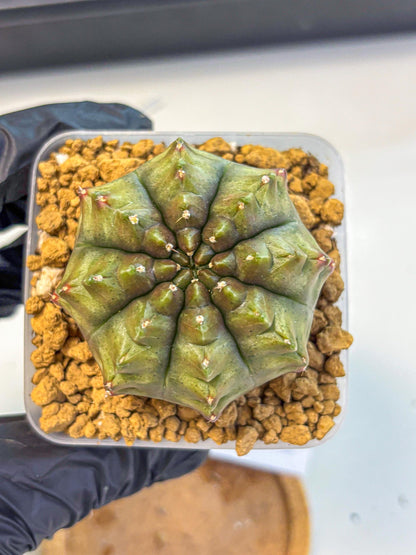 Gymnocalycium Aas DayDream (gy20) (11) | Rare Hybrids