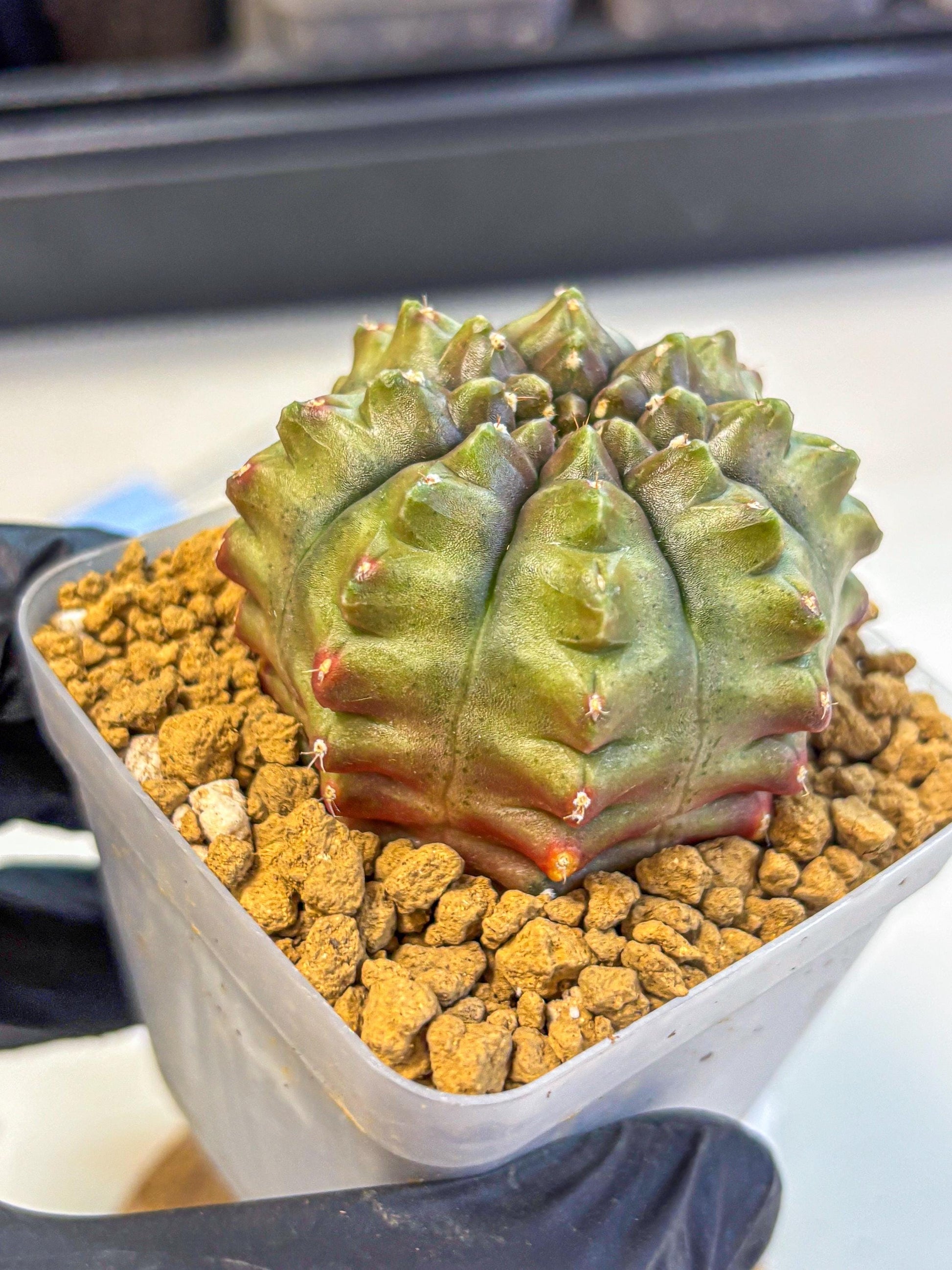 Gymnocalycium Aas DayDream (gy20) (11) | Rare Hybrids