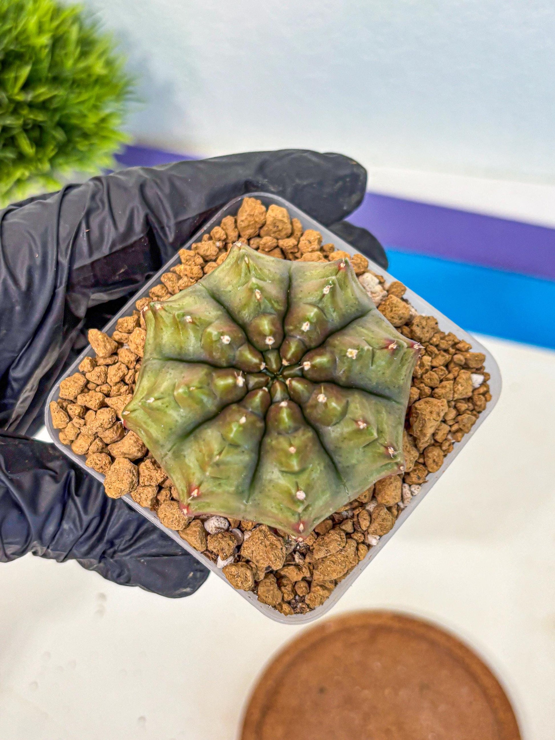 Gymnocalycium Aas DayDream (gy20) (11) | Rare Hybrids