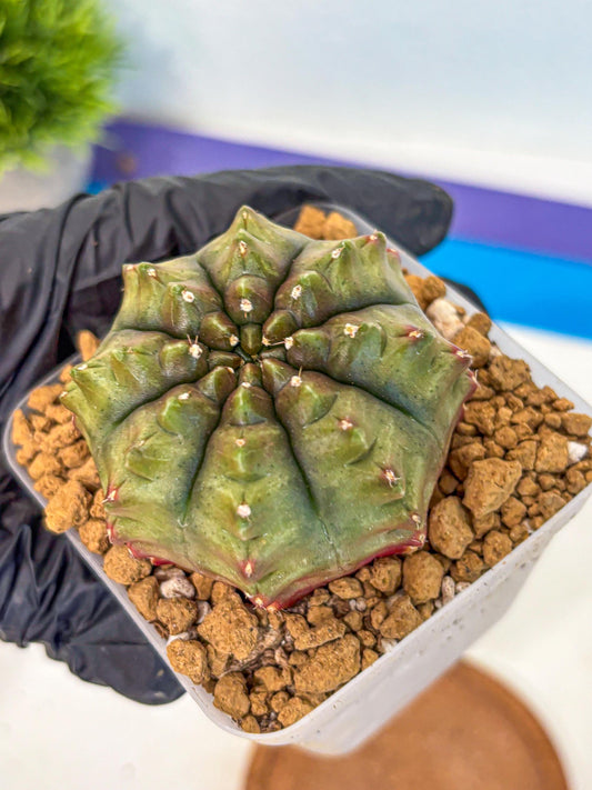 Gymnocalycium Aas DayDream (gy20) (11) | Rare Hybrids
