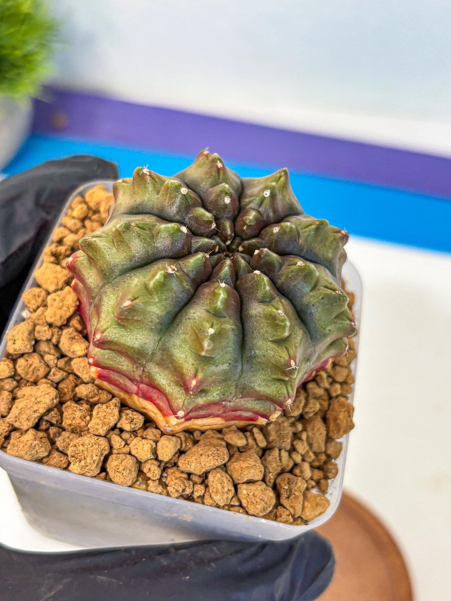 Gymnocalycium Aas DayDream (gy20) (12) | Rare Hybrids