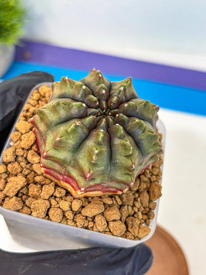 Gymnocalycium Aas DayDream (gy20) (12) | Rare Hybrids