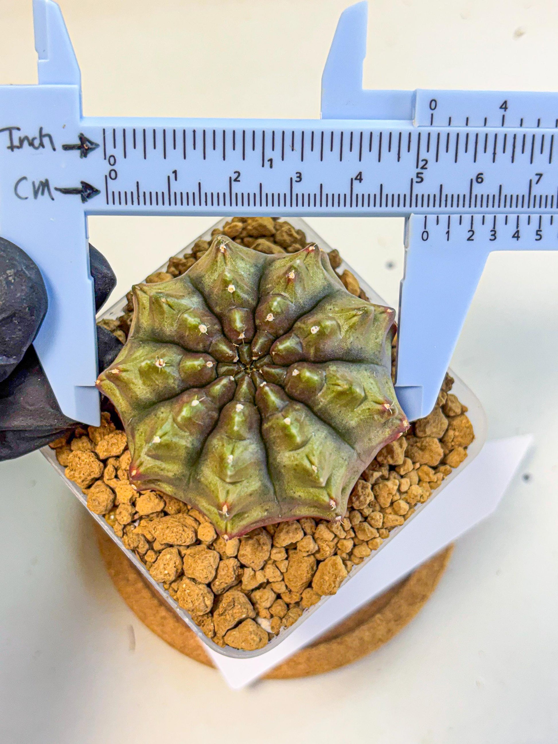 Gymnocalycium Aas DayDream (gy20) (12) | Rare Hybrids