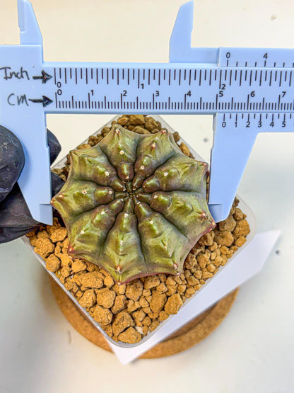 Gymnocalycium Aas DayDream (gy20) (12) | Rare Hybrids