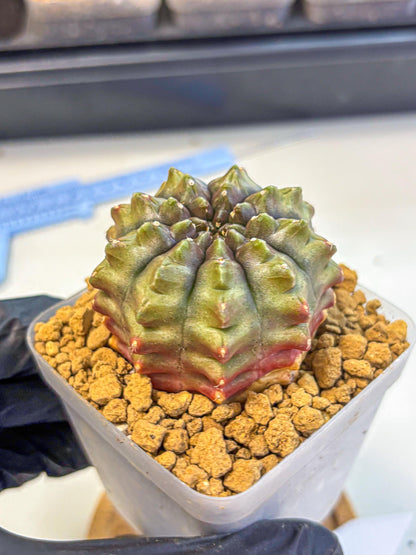 Gymnocalycium Aas DayDream (gy20) (12) | Rare Hybrids