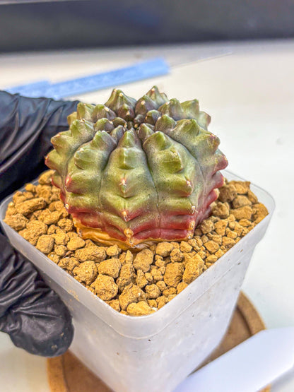 Gymnocalycium Aas DayDream (gy20) (12) | Rare Hybrids