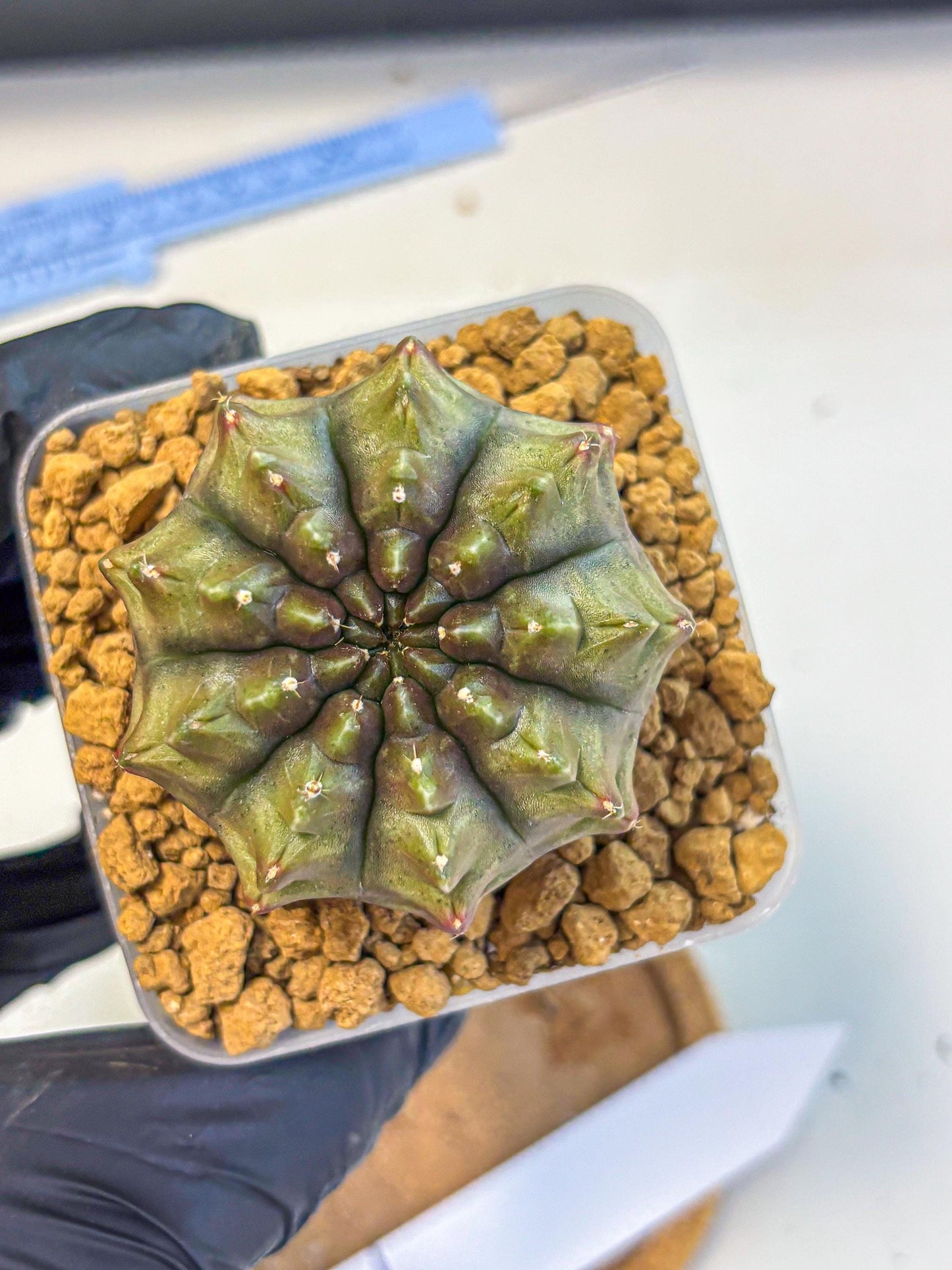Gymnocalycium Aas DayDream (gy20) (12) | Rare Hybrids