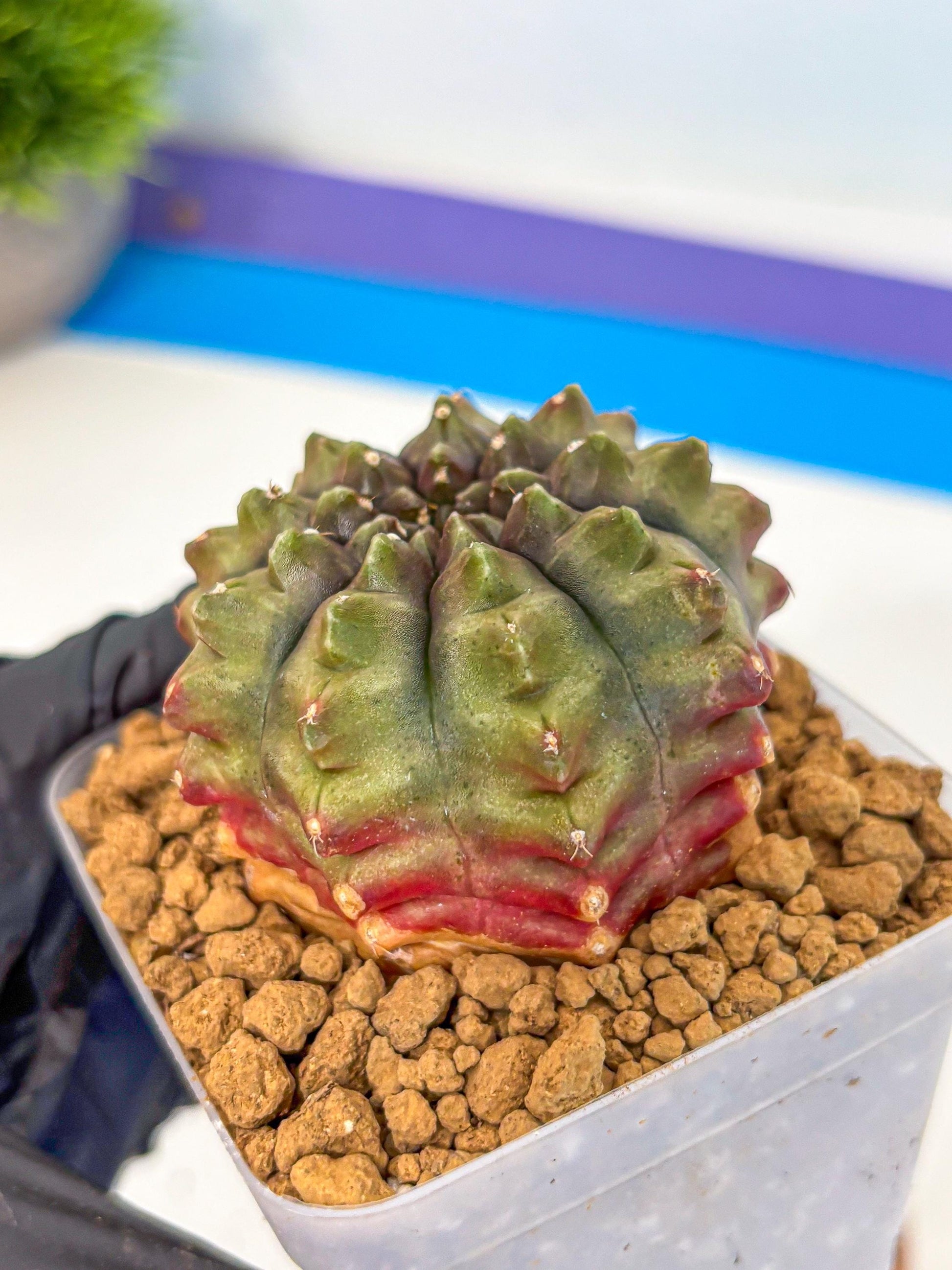 Gymnocalycium Aas DayDream (gy20) (12) | Rare Hybrids