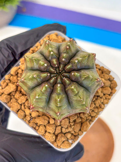 Gymnocalycium Aas DayDream (gy20) (12) | Rare Hybrids