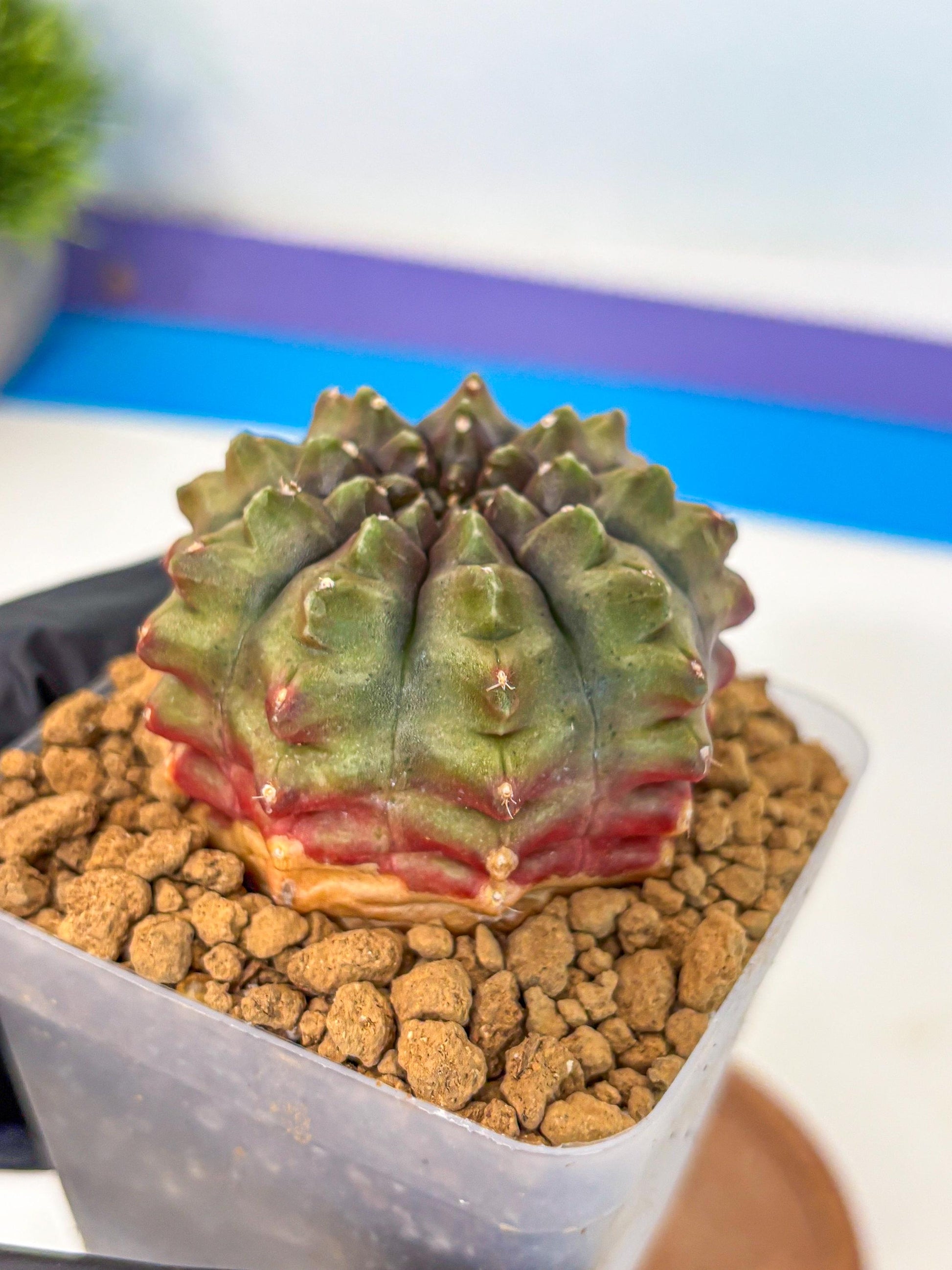 Gymnocalycium Aas DayDream (gy20) (12) | Rare Hybrids