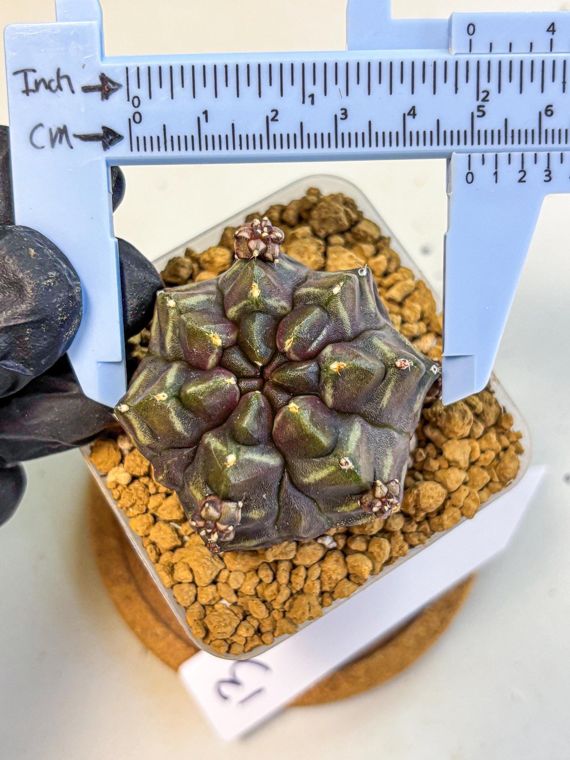 Gymnocalycium Aas DayDream (gy20) (13) | Rare Hybrids