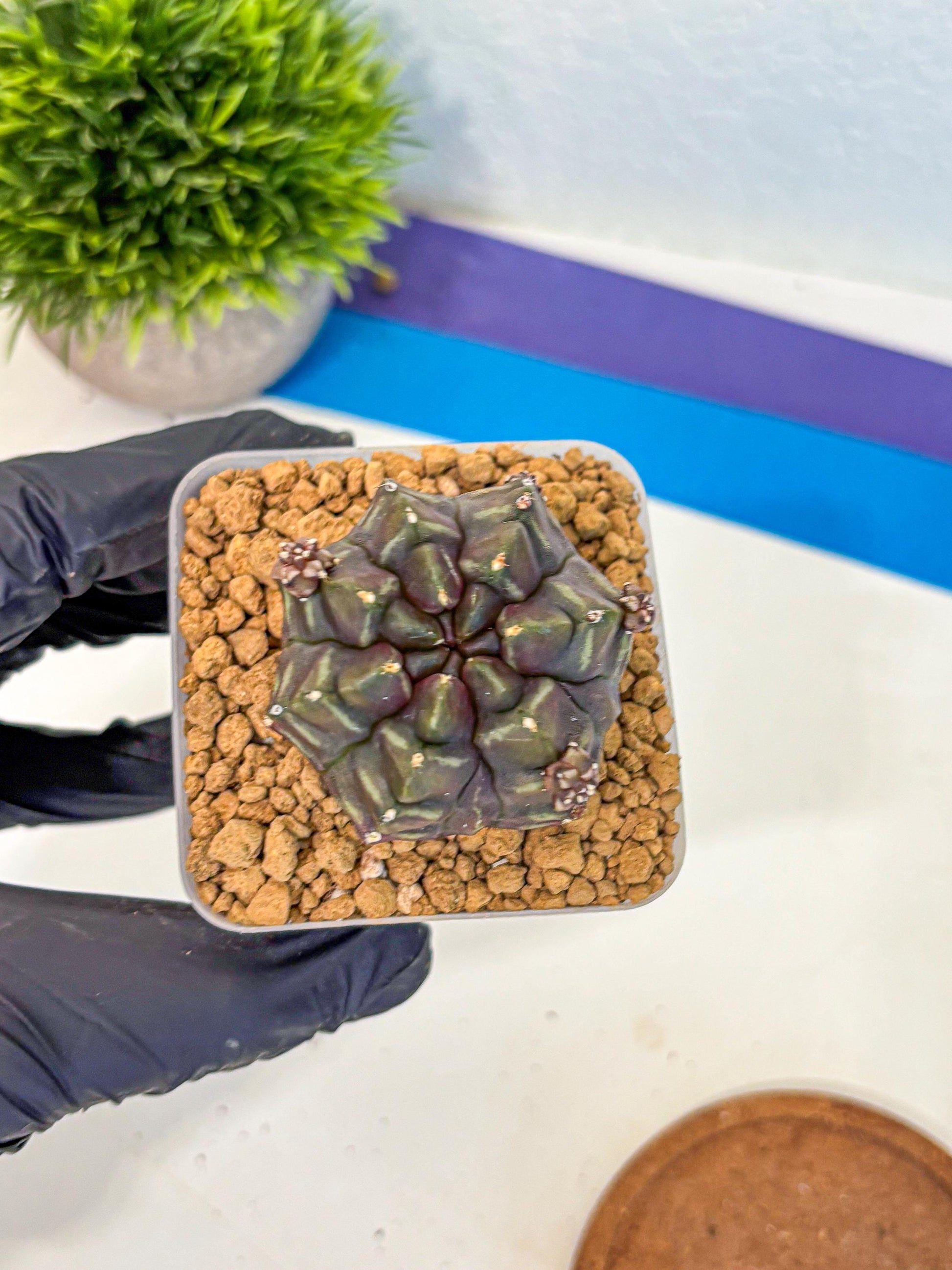 Gymnocalycium Aas DayDream (gy20) (13) | Rare Hybrids